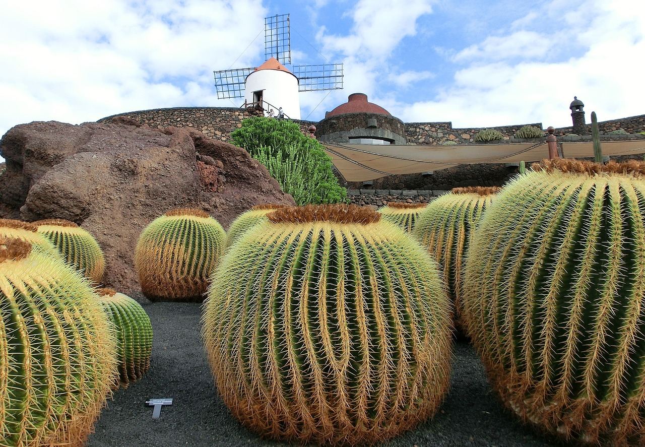 Kakteen auf Lanzarote